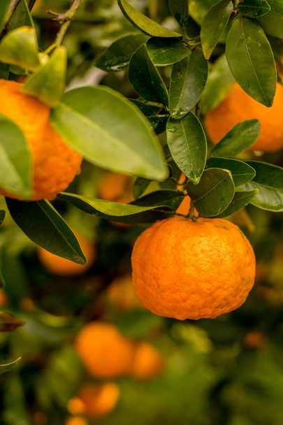 Гілки Мандарин дерева зі стиглими плодами. Мандарин апельсинове дерево. Tangerine. - Фото, зображення