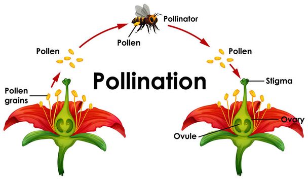 Diagram znázorňující opylování s květem a včelinou - Vektor, obrázek