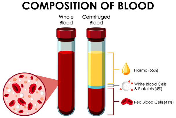 Διάγραμμα που δείχνει τη σύνθεση του αίματος - Διάνυσμα, εικόνα