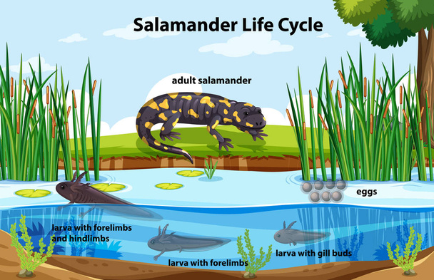 Diagrama que muestra el ciclo de vida de la salamandra
 - Vector, imagen