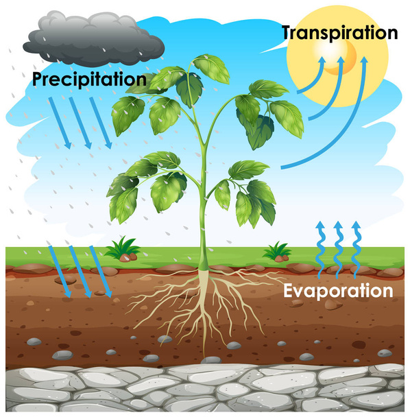 Diagram showing transpiration with plant in garden - Vector, Image