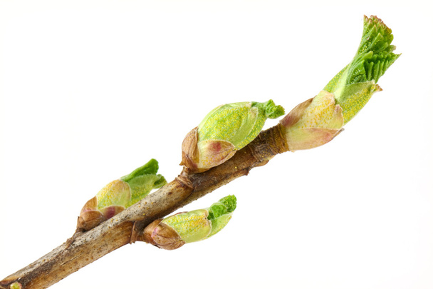 Currant buds - Photo, Image