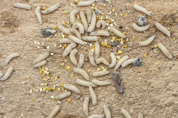 Biała larwy mięsa muchowego-Maggot na jasnym drewnianym tle. Przynęty wędkarskie - Zdjęcie, obraz