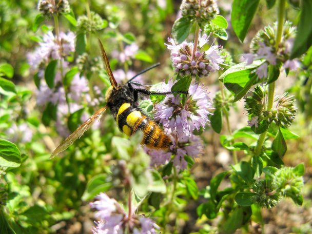  Pennyroyal Mentha pulegium mehiläinen. Hunajamehiläinen istuu violetti mentha pulegium kukka aurinkoisena kesäpäivänä. lähikuva mehiläinen lääketieteellinen villi kasvi. Vuoristomaissi
. - Valokuva, kuva