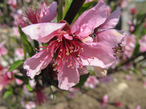 Brzoskwiniowe drzewo kwitnące w słoneczny dzień. Początek wiosny. Kwiaty z różowymi płatkami na wiosnę - Zdjęcie, obraz