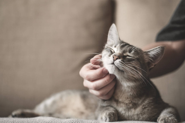 gato de rayas grises con la mano de las mujeres sobre un fondo marrón. Día Mundial de las Mascotas.  - Foto, imagen