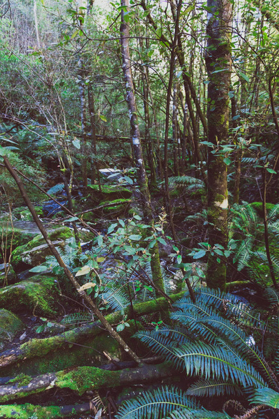 wild Australian bush during a hike in Tasmania - Foto, immagini