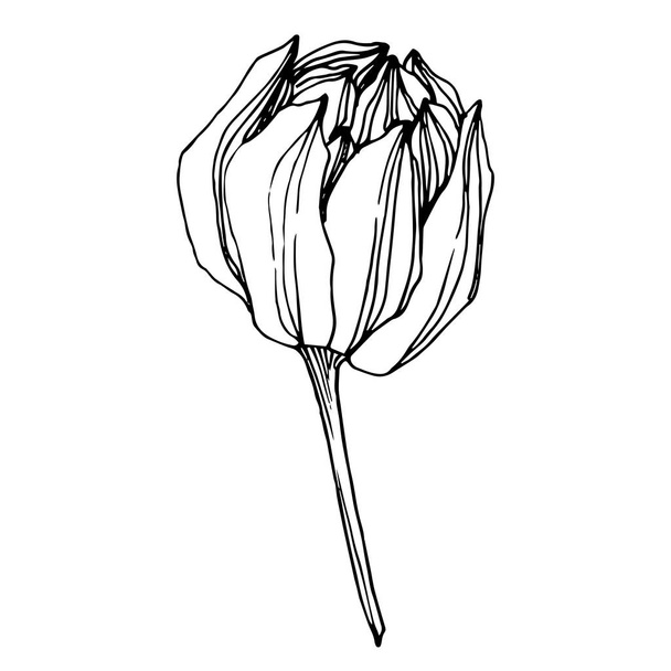 Цветочный ботанический цветок лотоса. Черно-белый рисунок чернил. Изолированный элемент иллюстрации лотоса
. - Вектор,изображение
