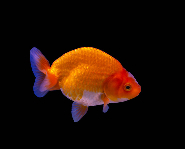 Lion head goldfish - Photo, Image