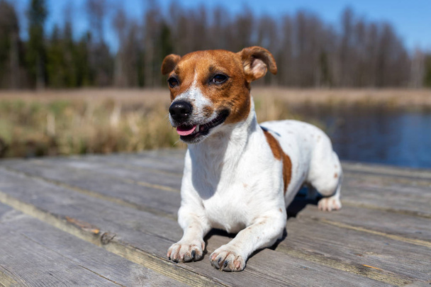 Πορτρέτο του Jack Russell Terrier. - Φωτογραφία, εικόνα