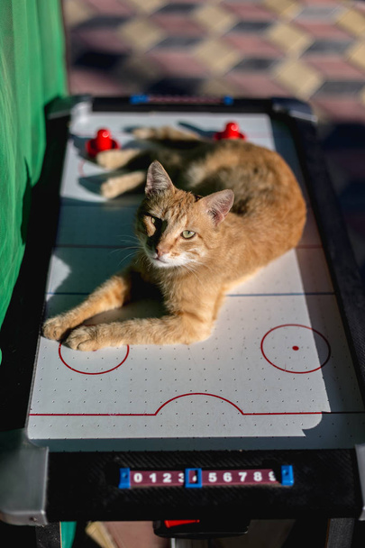 A beautiful red-haired cat lies in the sun on the surface of an  - Photo, Image