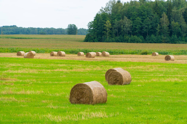 Field with straw bales after harvest - Photo, Image