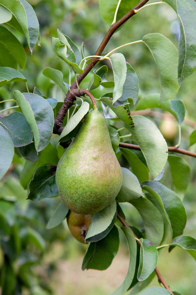 Λαμπερά γευστικά αχλάδια κρέμεται από ένα κλαδί του δέντρου στον οπωρώνα. - Φωτογραφία, εικόνα