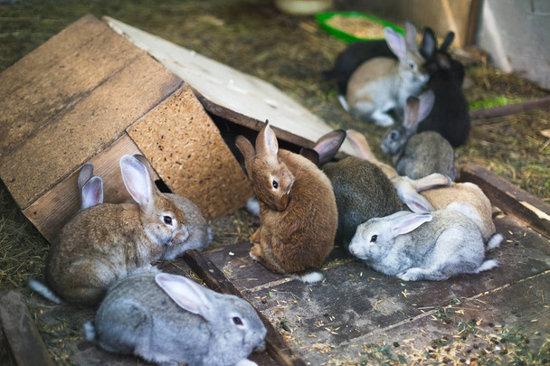 Elevage d'un groupe de lapins dans un petit hangar
 - Photo, image