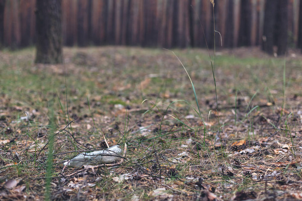 weiße Plastikflasche auf dem Boden in einem Kiefernwald. - Foto, Bild