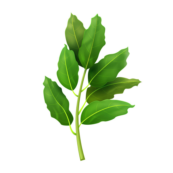 Realistic fresh bay leaf herb. Isolated flat vector element for advertising placard or banner. Vector illustration on white background - Vetor, Imagem