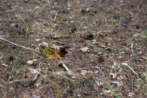 Braune Plastikflasche auf dem Boden in einem Kiefernwald.  - Foto, Bild