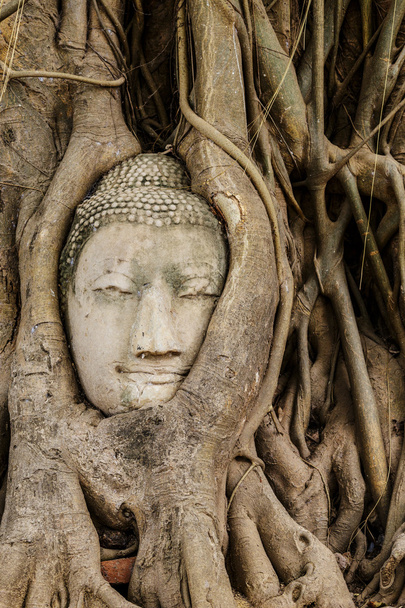 Buddha head in banyan tree - Photo, Image