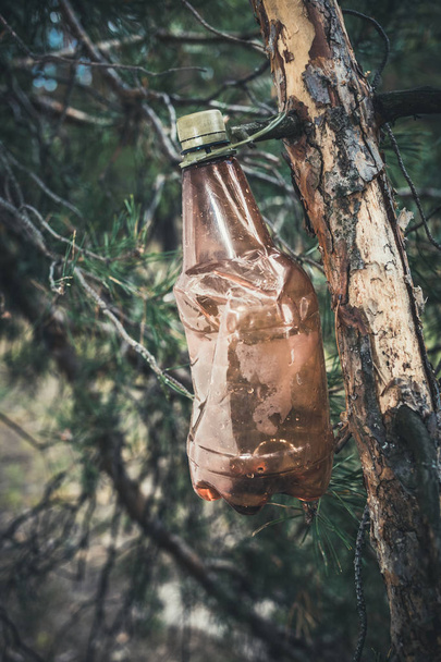 Barna műanyag palack egy fán fenyőerdőben. - Fotó, kép