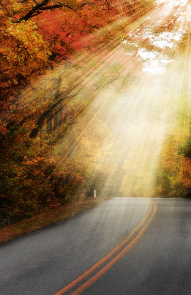 Sunlight rays through the trees on lonely road - 写真・画像