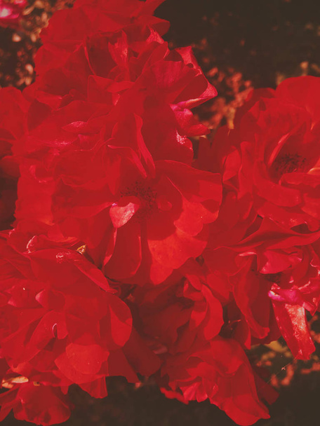 rot blühender Garten Rosenblume bei Sonnenuntergang, florale Schönheit Backgro - Foto, Bild