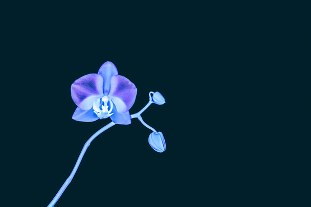 Orchidea virág virágos, elvont virágos művészet háttér - Fotó, kép