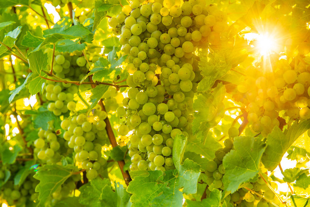 Green grapes on vineyard over bright green background. Sun flare - Photo, Image