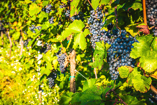 Красный виноград на винограднике на ярко-зеленом фоне. Осеннее солнце
 - Фото, изображение