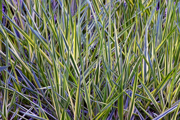 Зеленый фон длинной травы в саду
 - Фото, изображение