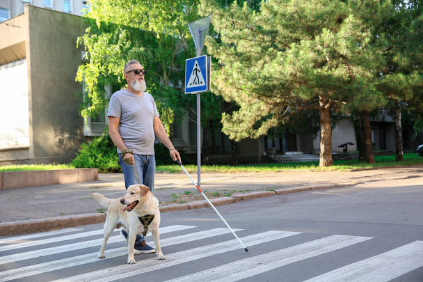 Ślepy dojrzały człowiek z przewodnikiem pies przejście droga - Zdjęcie, obraz