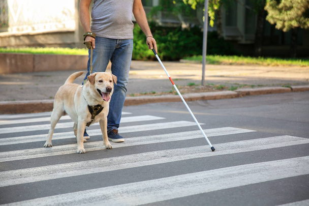 Vak érett férfi vezető kutya átkelés a közúti - Fotó, kép