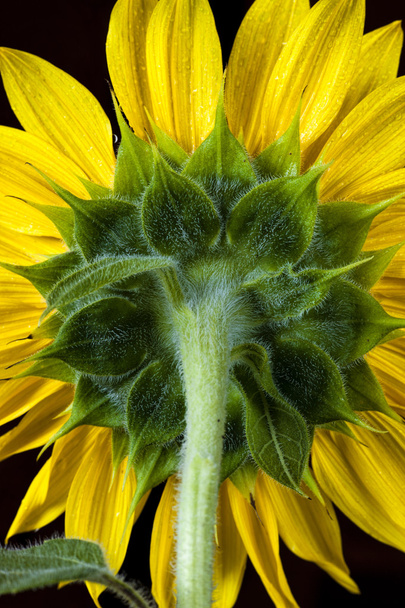 grüne Rückseite der Sonnenblume. - Foto, Bild