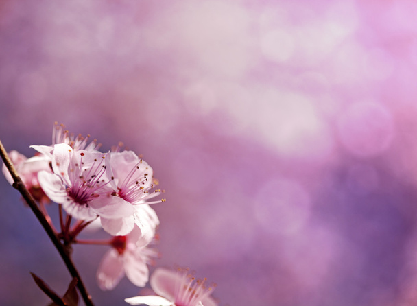 tle różowy wiosna - Zdjęcie, obraz