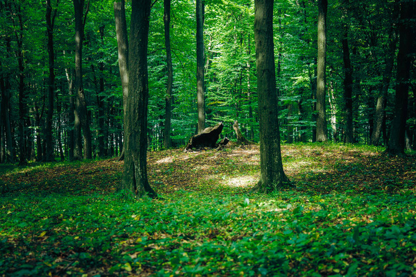 深い緑のおとぎ話の森美しいヨーロッパの風景の葉の地面カバーと木からフレームの小さな丘の絵の切り株  - 写真・画像