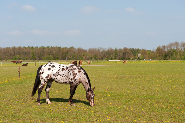 White spotted horse - Fotoğraf, Görsel