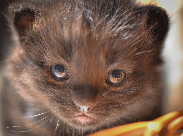 Portret puszystego rasowego kociaka - Zdjęcie, obraz