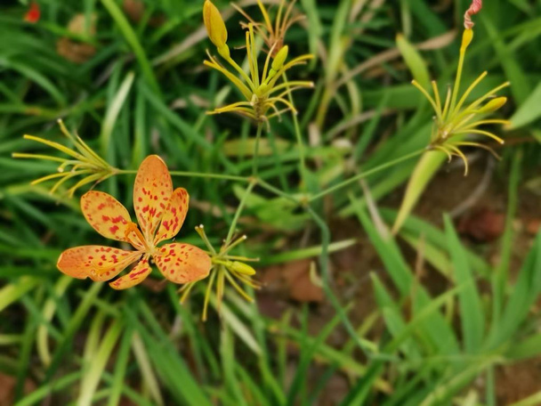 minuscule belle fleur de belamcanda chinensis
  - Photo, image