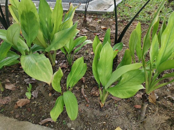 zielony Aglaonema nitidum rosną w gospodarstwie - Zdjęcie, obraz