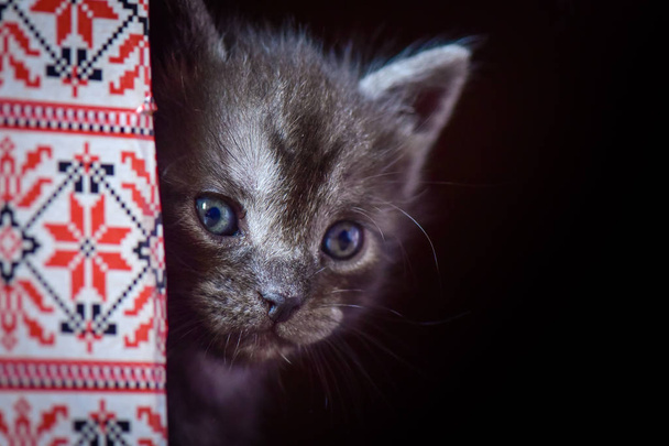 Портрет пушистого чистокровного котенка
 - Фото, изображение