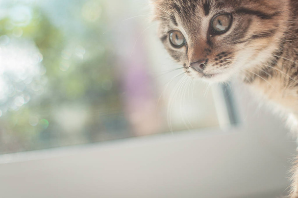 Portrait of a fluffy thoroughbred kitten - Fotó, kép