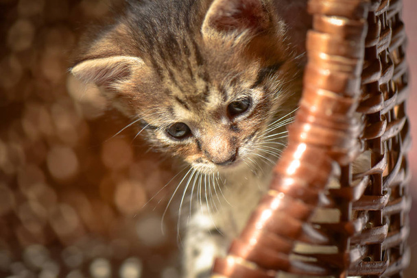 Портрет пушистого чистокровного котенка
 - Фото, изображение