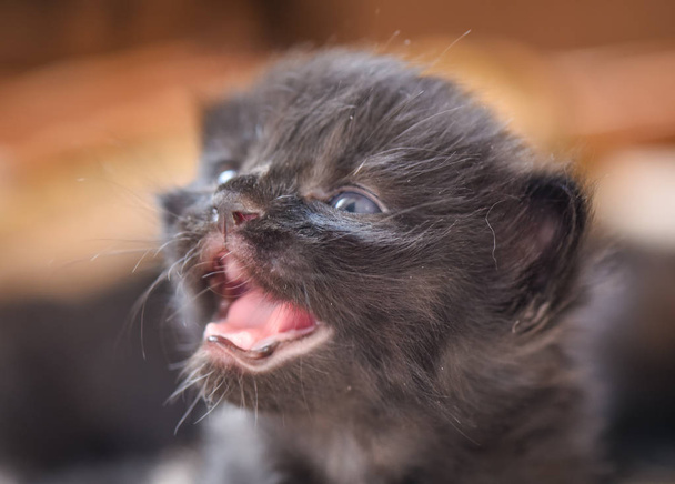 Портрет пухнастого чистокровного кошеня
 - Фото, зображення