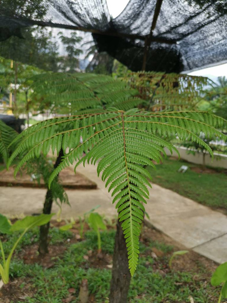 wild cyathea latebrosa fern grow in the park - Photo, Image