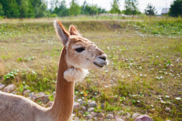 light brown alpaca - Fotoğraf, Görsel
