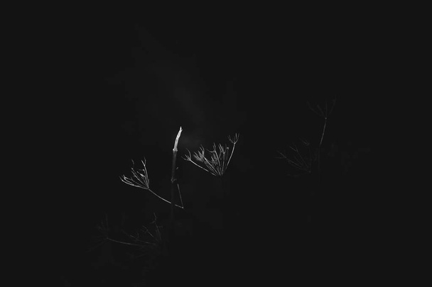 Вибірковий фокус знімка сухої рослини в чорно-білому
 - Фото, зображення