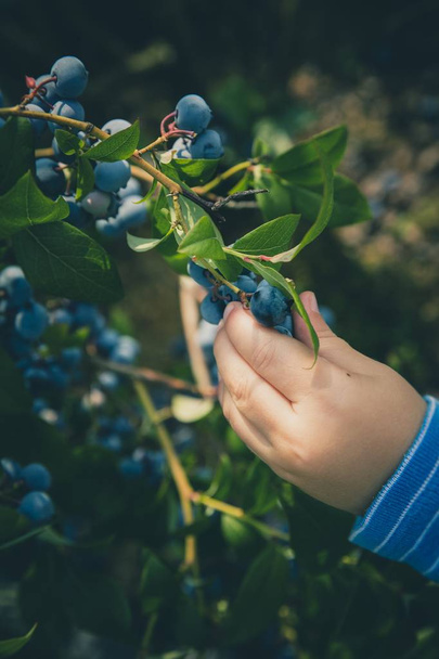 Vertical shot of a child picking up blueberries from the plant with a blurry background - Foto, Imagem