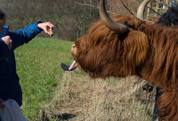Vacca delle Highland scozzesi
 - Foto, immagini