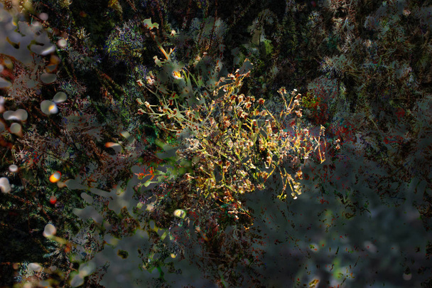 Αφηρημένη φαντασία-φόντο χρησιμοποιώντας φυλλώδη φθινοπωρινά μοτίβα. Φανταστική σύνθεση - Φωτογραφία, εικόνα