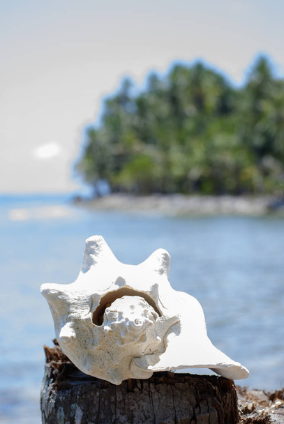 Coquillages, proportion nature, motif fibonacci. Paradis tropical à Guna Yala, Kuna Yala, San BLas, îles, Panama. spirale. Golden ratio nature
. - Photo, image