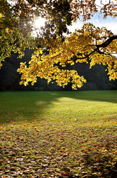 Autumn park landscape - Foto, imagen